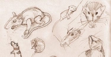 Marina Tsvetaeva, Le charmeur de rats. Satire lyrique