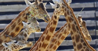 Des girafes mangent des feuilles aux zoo de Vincennes