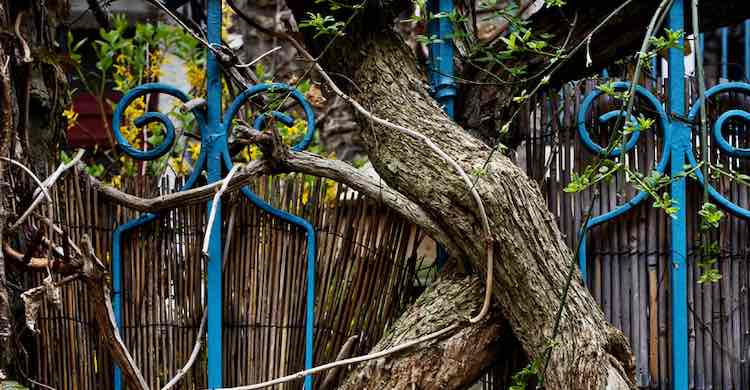 Le jardin ensauvagé, de Louisa Jones : jardins en partage